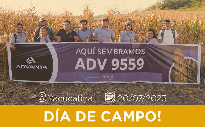 Día De Campo En Yacucatina, Semilla Adv 9559 Día De Campo En Yacucatina, Semilla Adv 9559