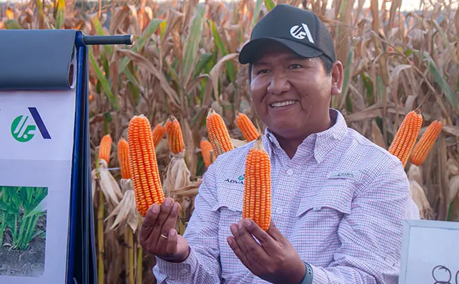 Día De Campo En Yacucatina, Semilla Adv 9559 Día De Campo En Yacucatina, Semilla Adv 9559