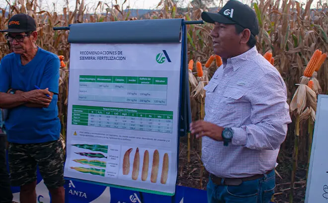 Día De Campo En Yacucatina, Semilla Adv 9559 Día De Campo En Yacucatina, Semilla Adv 9559