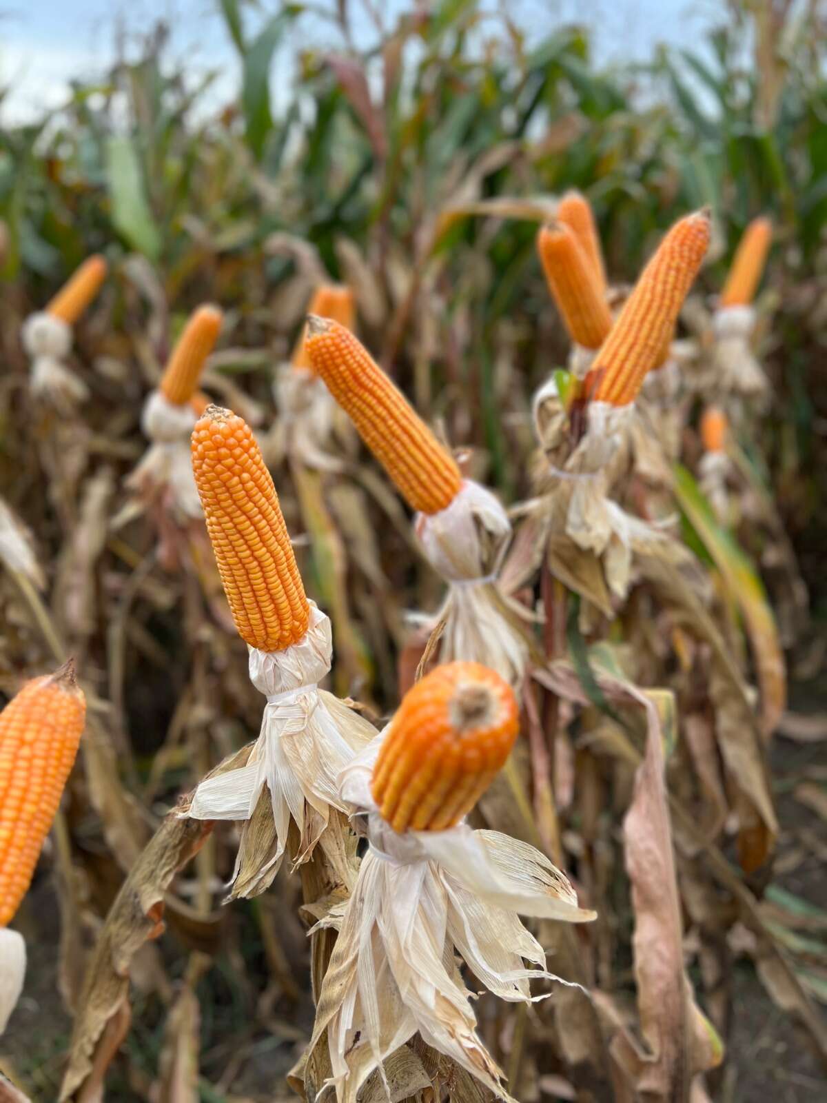 Días De Campo Adv 9559 En El Norte Chico Días De Campo Adv 9559 En El Norte Chico