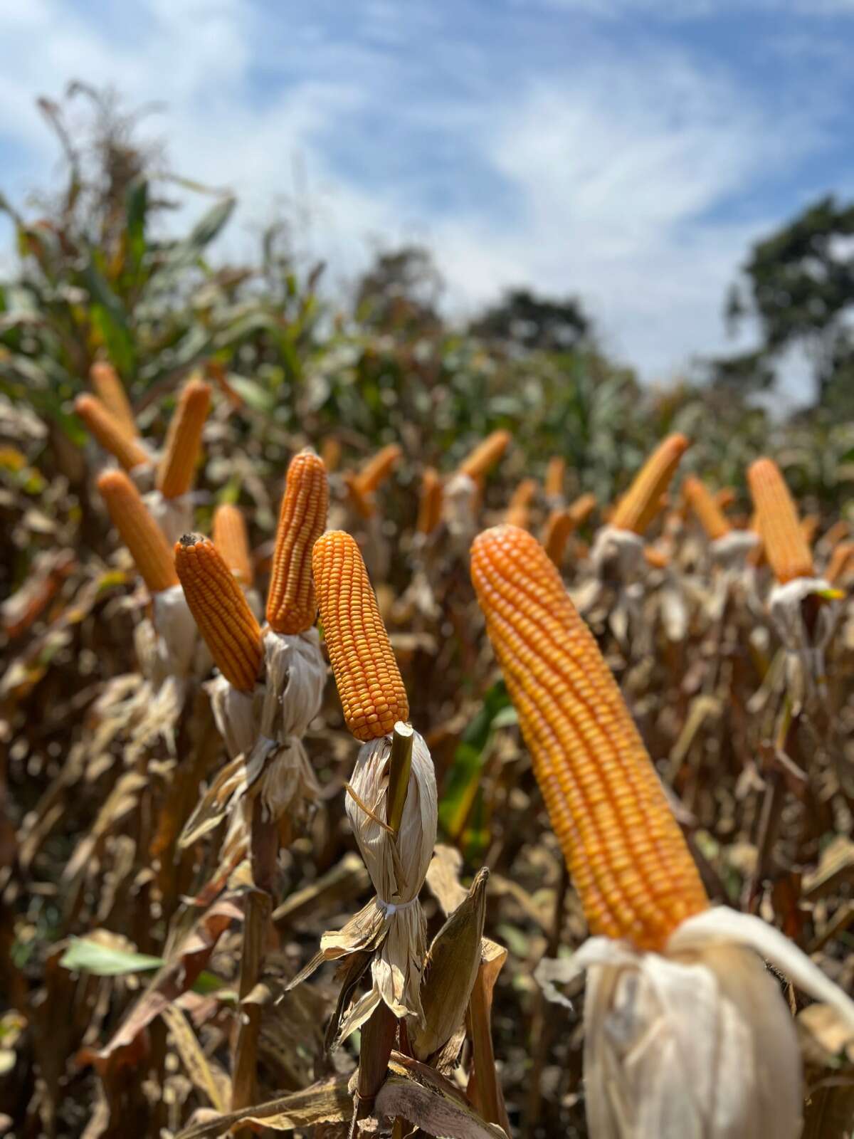 Días De Campo Adv 9559 En El Norte Chico Días De Campo Adv 9559 En El Norte Chico