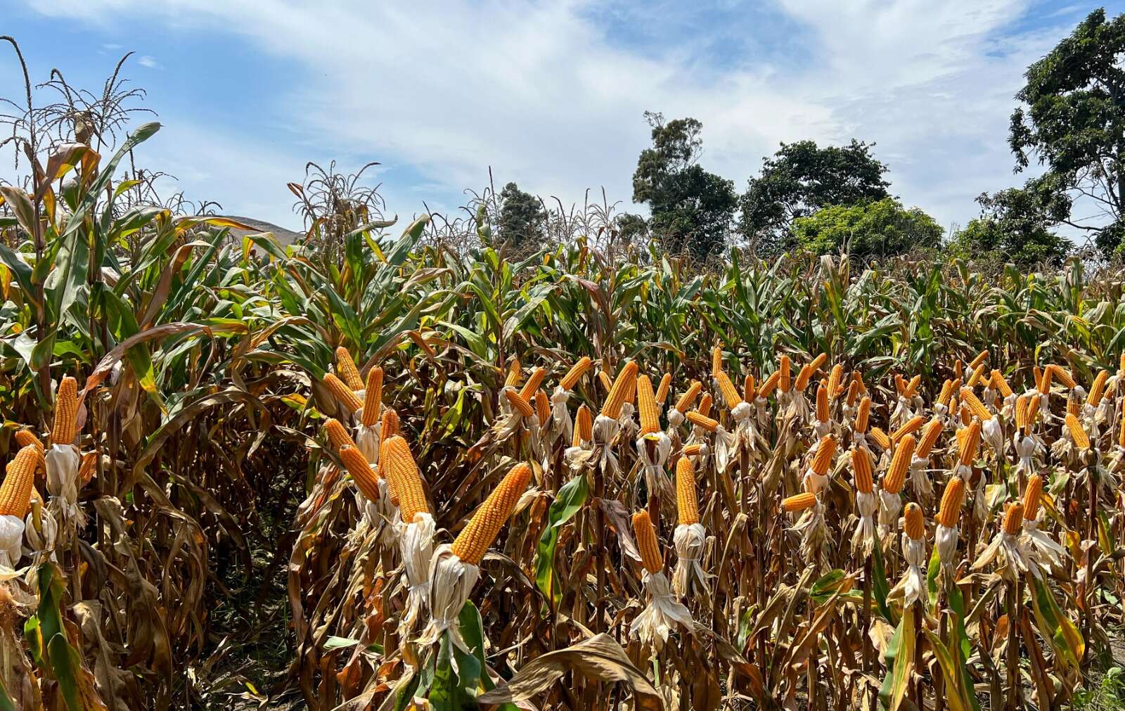 Días De Campo Adv 9559 En El Norte Chico Días De Campo Adv 9559 En El Norte Chico