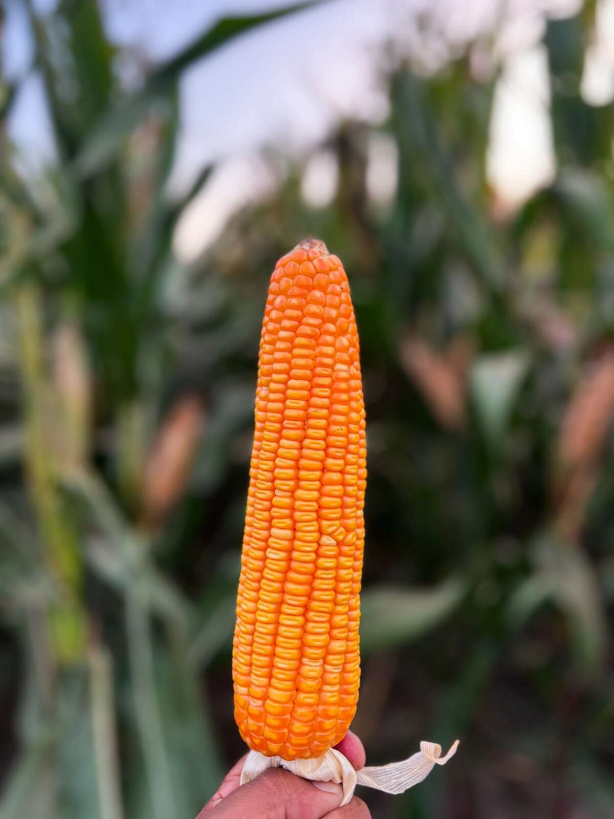 Días De Campo Adv 9559 En El Norte Chico Días De Campo Adv 9559 En El Norte Chico