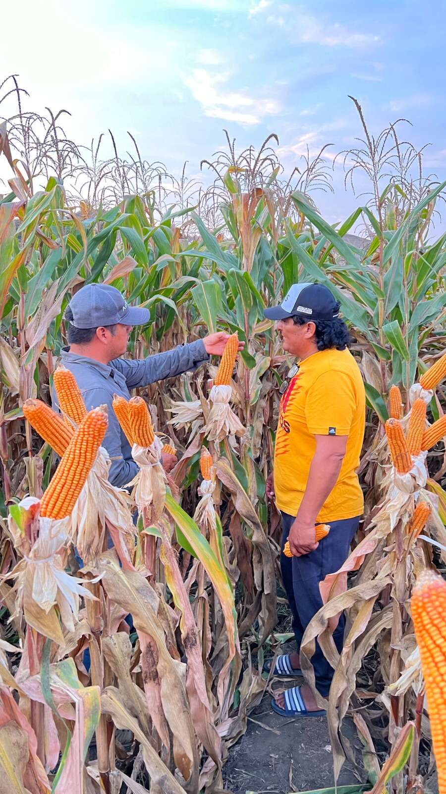 Días De Campo Adv 9559 En El Norte Chico Días De Campo Adv 9559 En El Norte Chico