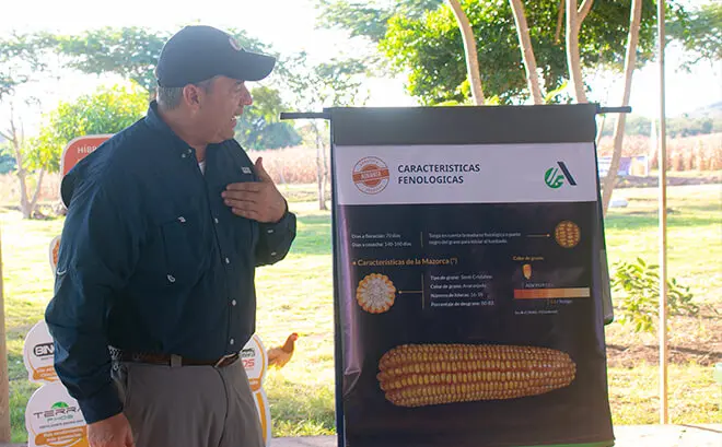 Día De Campo En Yacucatina, Semilla Adv 9559 Día De Campo En Yacucatina, Semilla Adv 9559